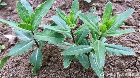 带刺的植物|8种带刺植物，人们看到就绕道走，殊不知价值珍贵，有多少人知道